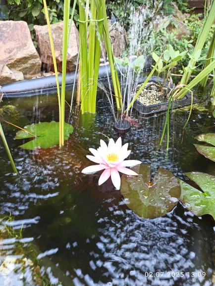 Seerose