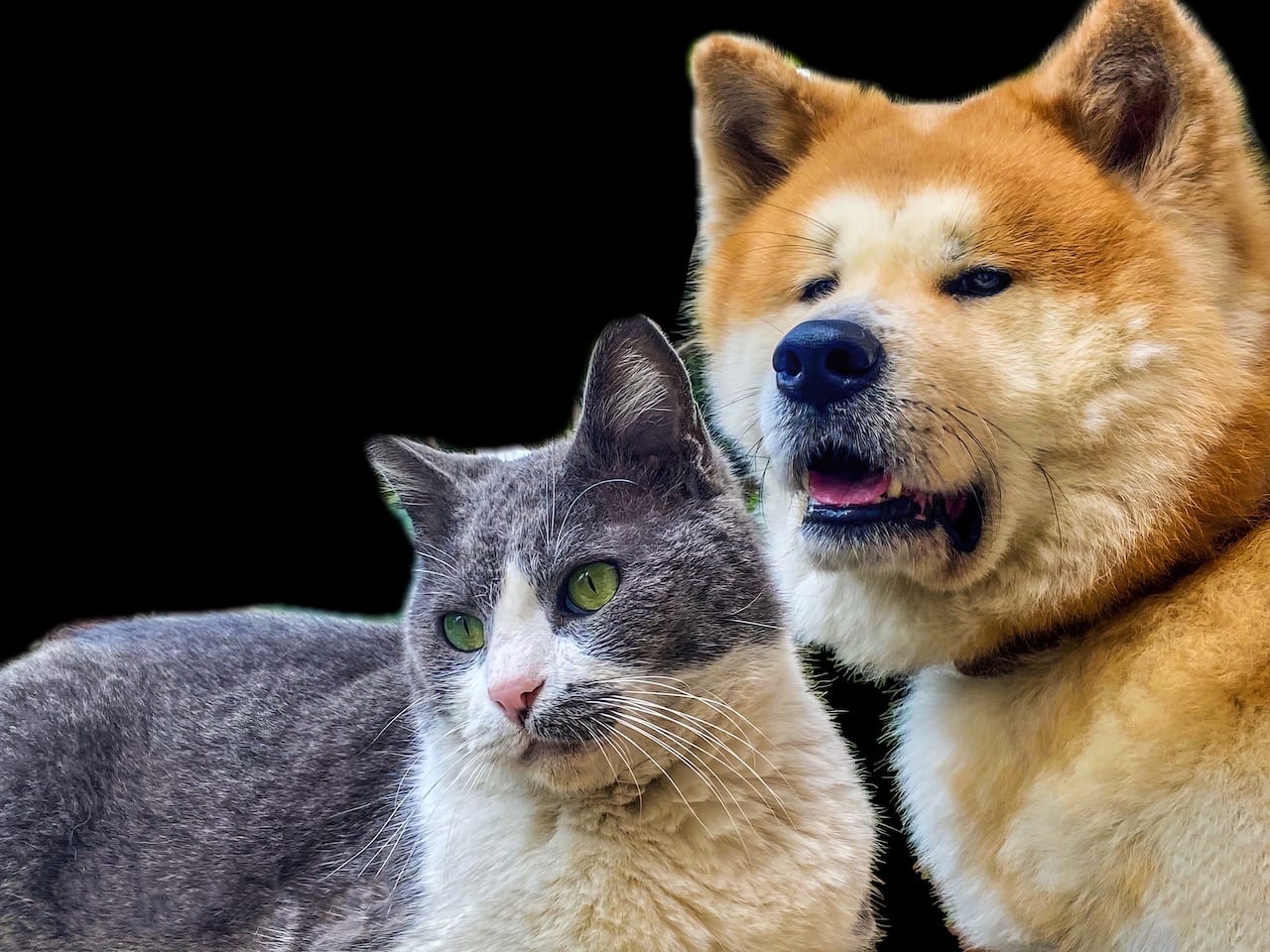 Akita Inu Bakudai 4