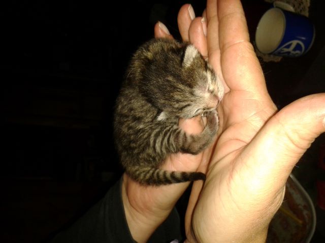 Katzen 1