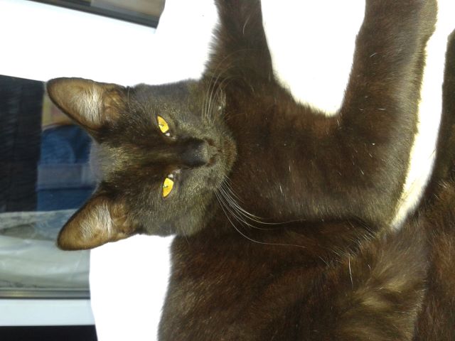 Katzen 30