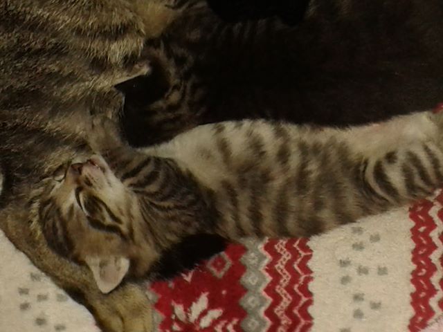 Katzen 40