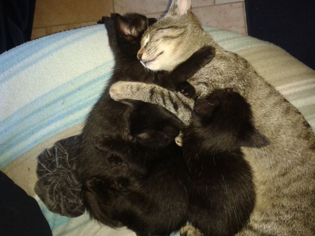 Katzen 42