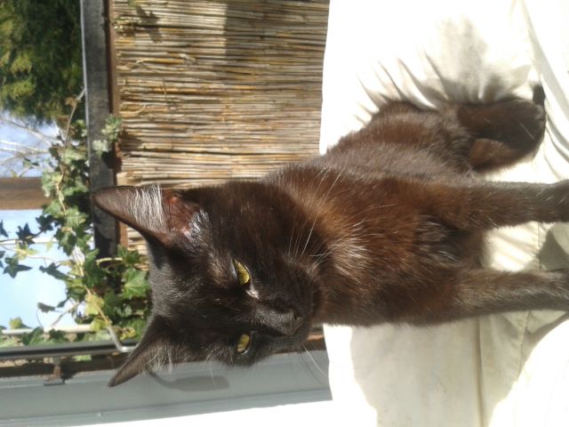 Katzen 43