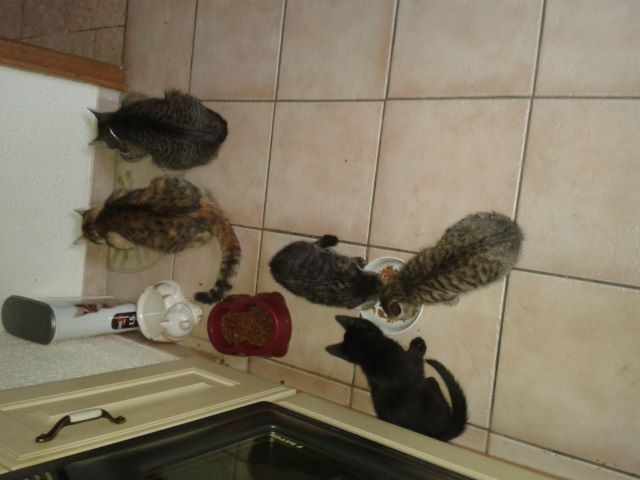 Katzen 46