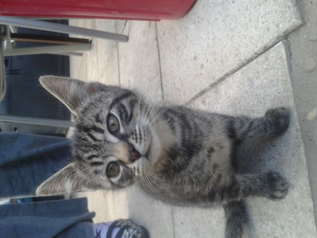Katzen 48