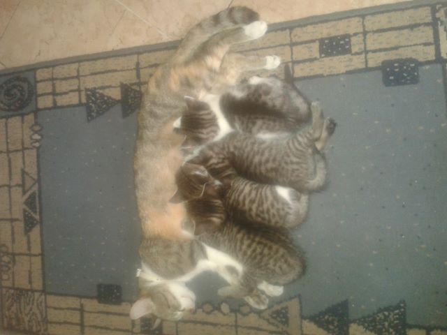 Katzen 51