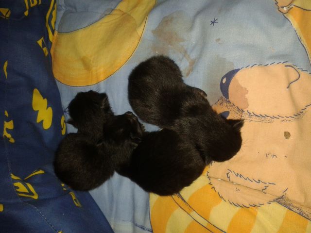 Katzen 53